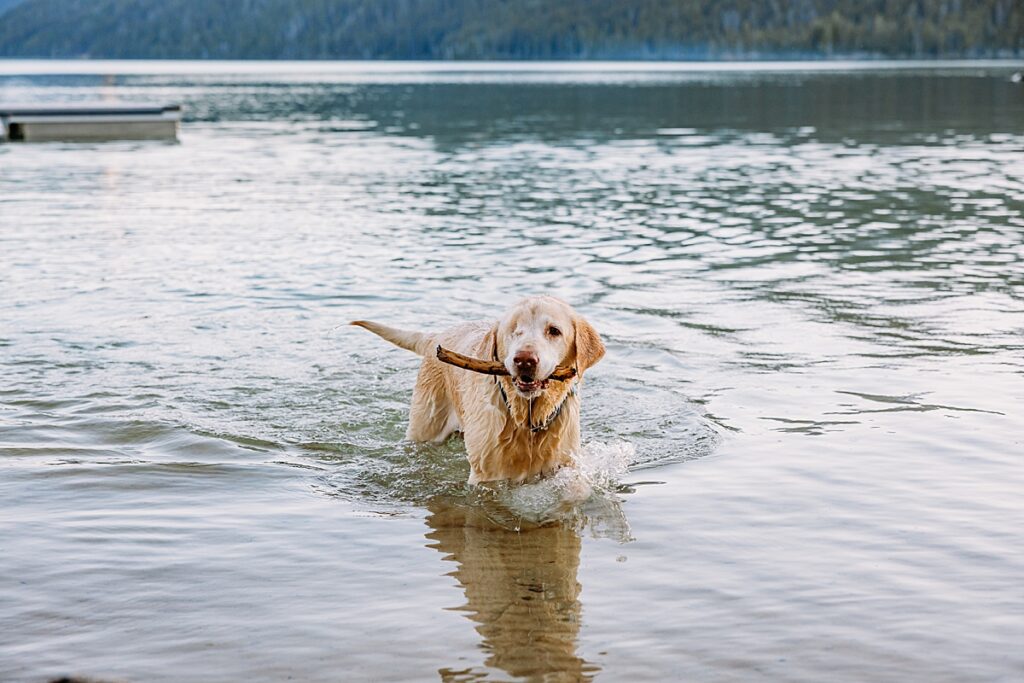 Sammy the one-eyed dog